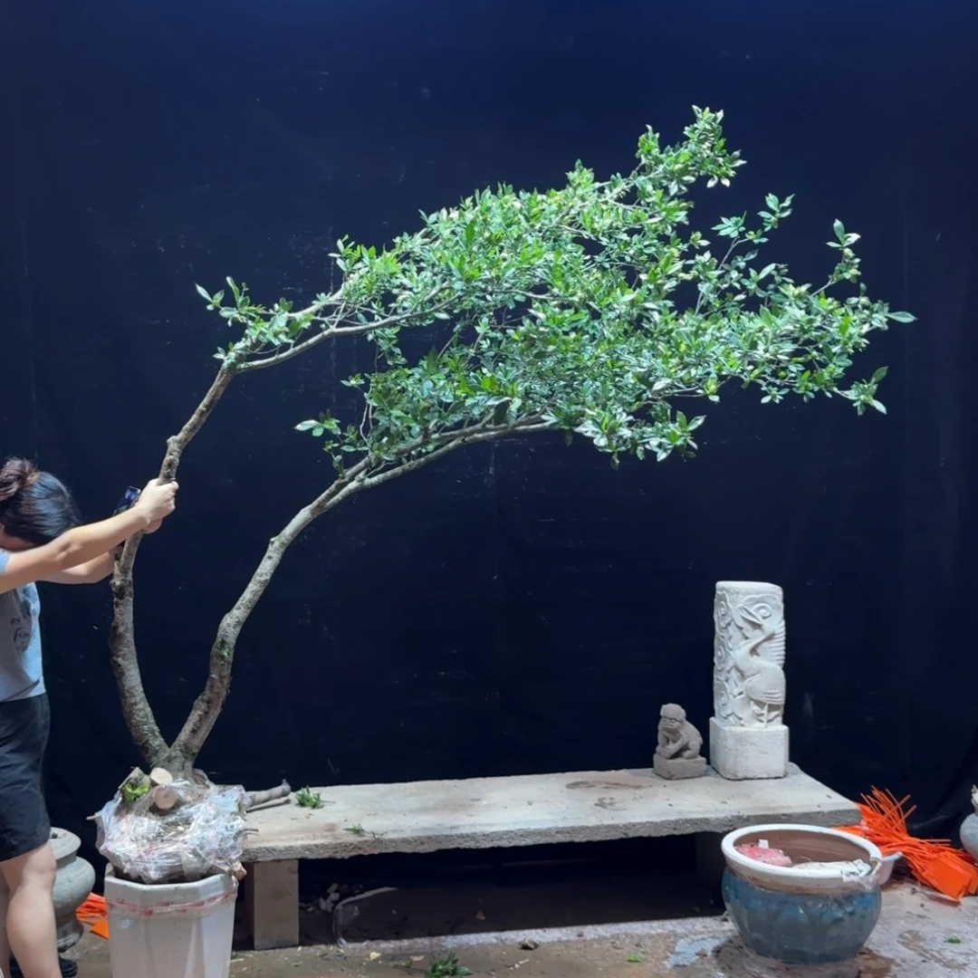 完全开放栀子花造型树