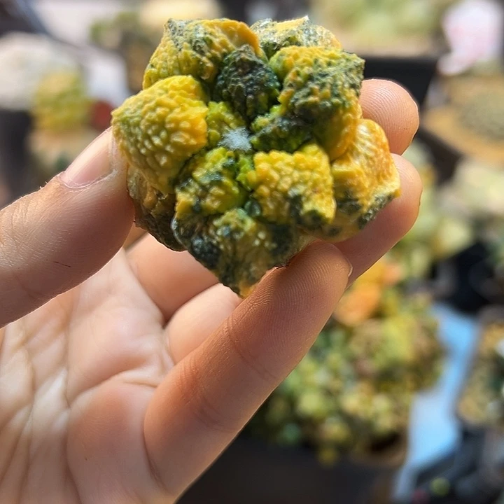 59号自根哥斯拉散斑锦4.2公分比较缺水