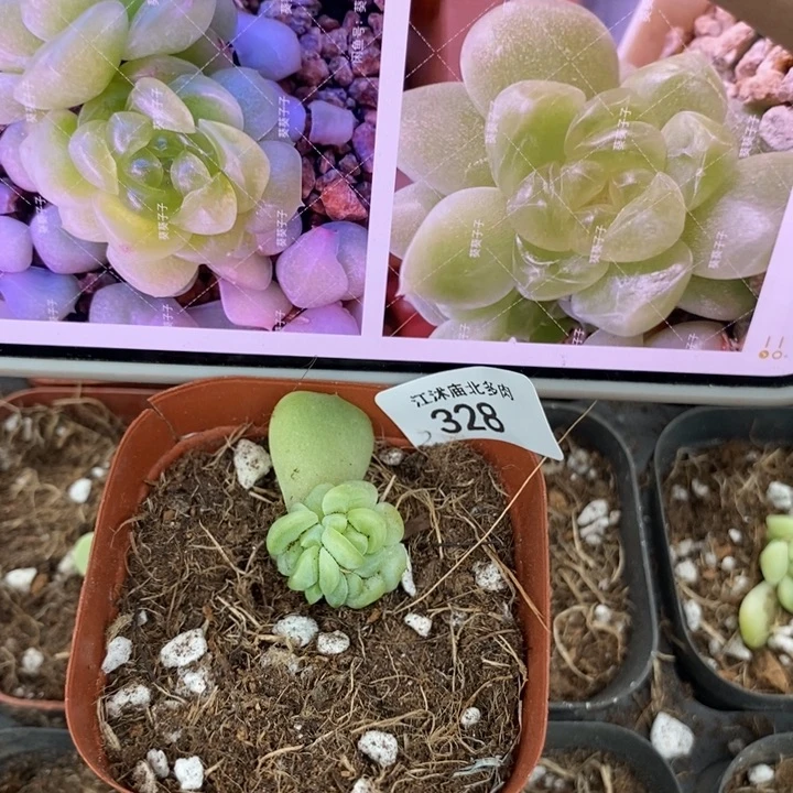 标328现金财富四头一个多肉
