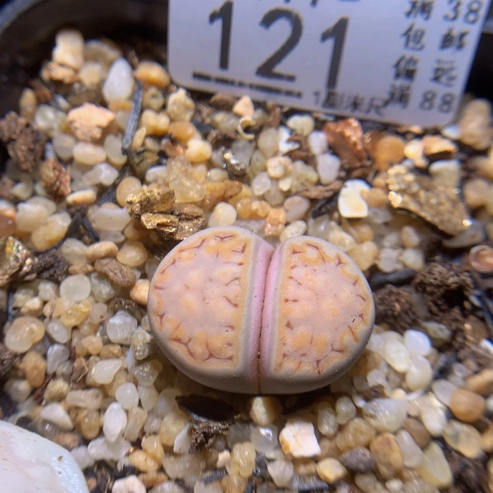 精品生石花117.121