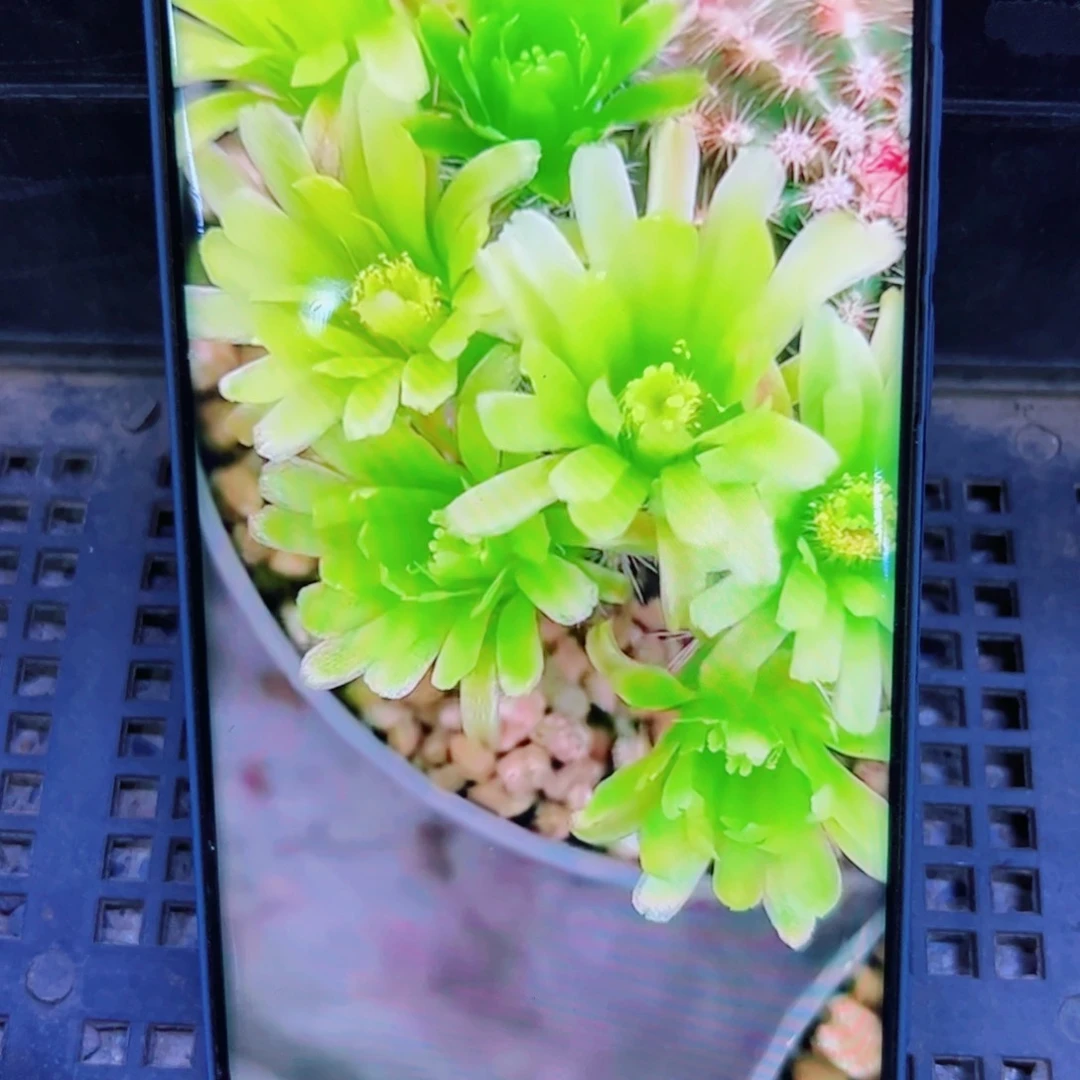 下34青花虾伤口大歪无根侧芽2一公分左右20包邮