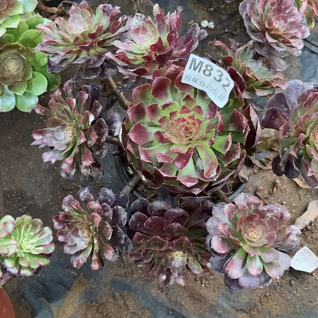 832黑萝莉多肉植物