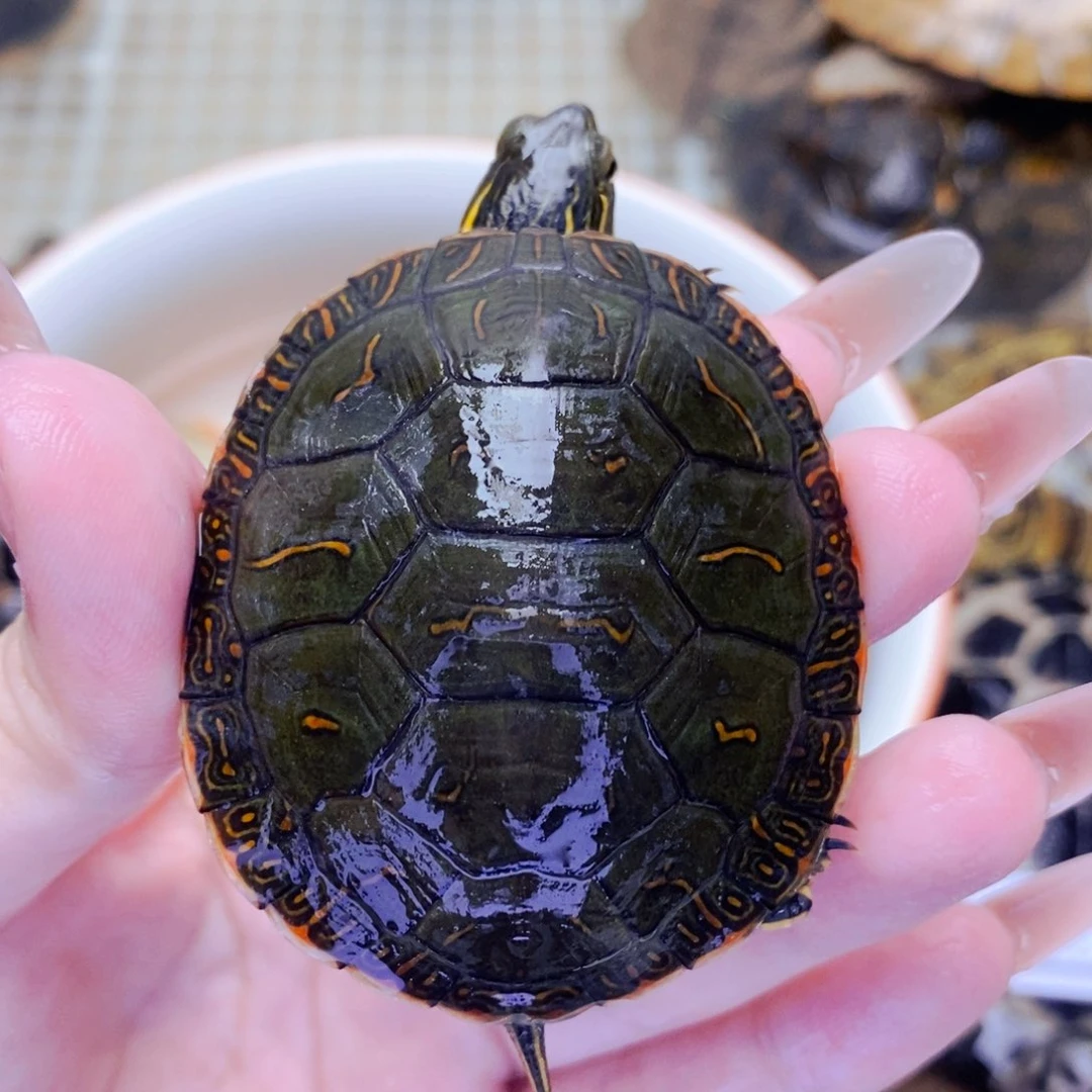 不分公母宠物龟红裙边圆壳5.4西锦母