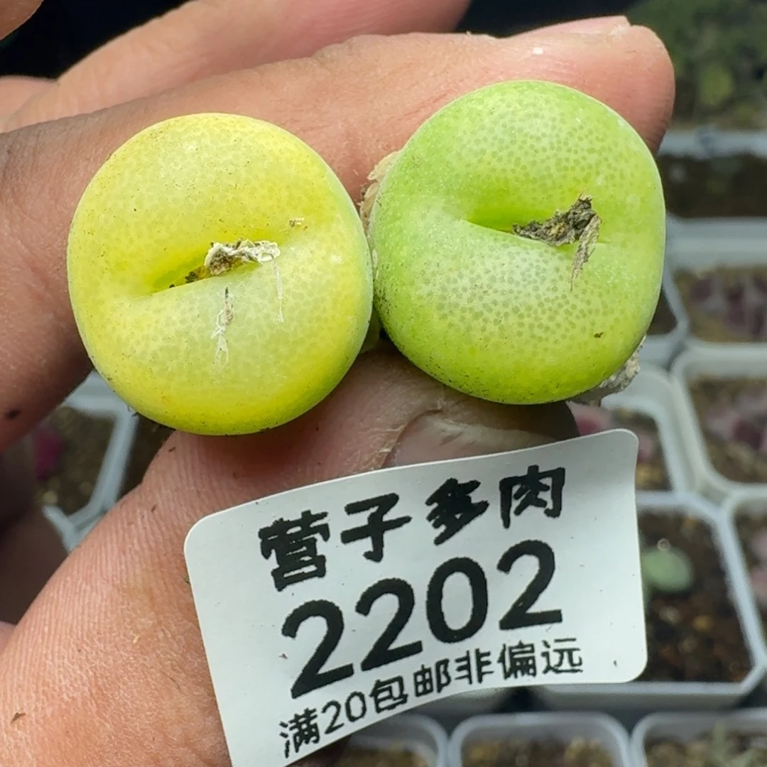 翠光玉脱土两颗