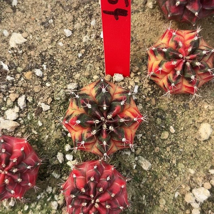 854-0425泰国发货