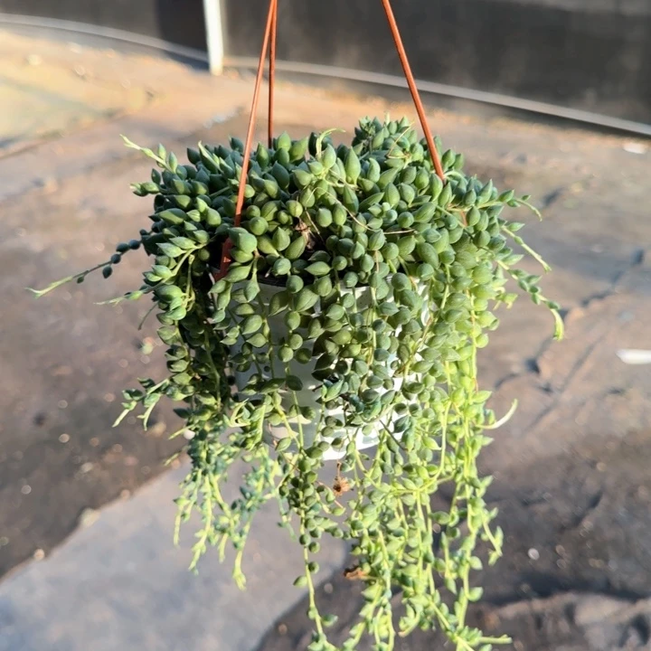 原盆原土｜情人泪120规格