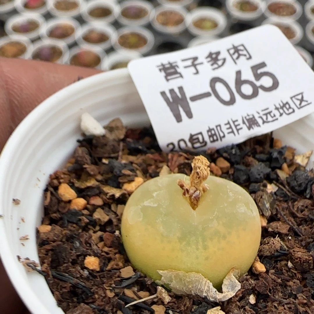 带盆土发货。