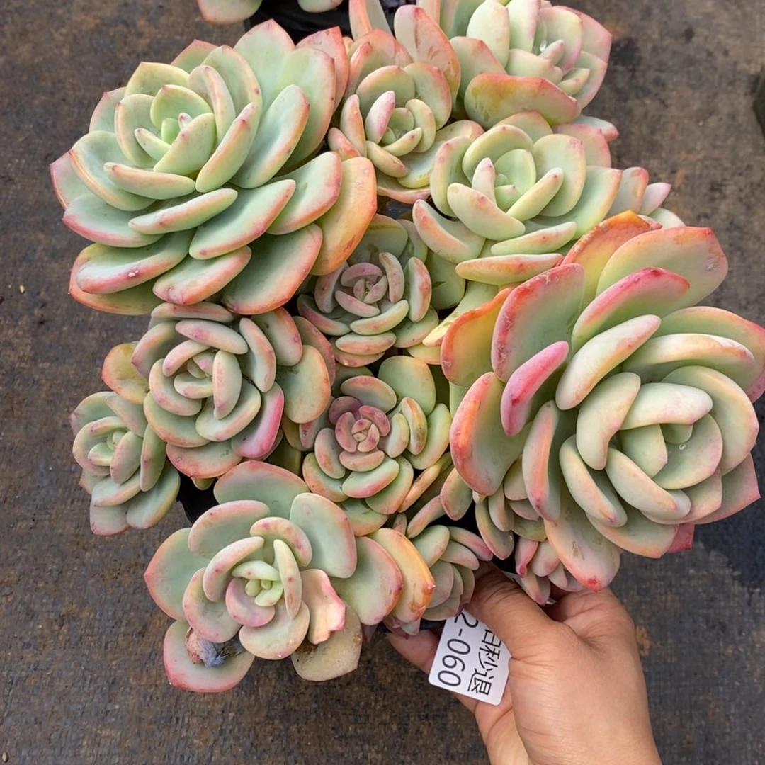 两单包邮1122-60白月光