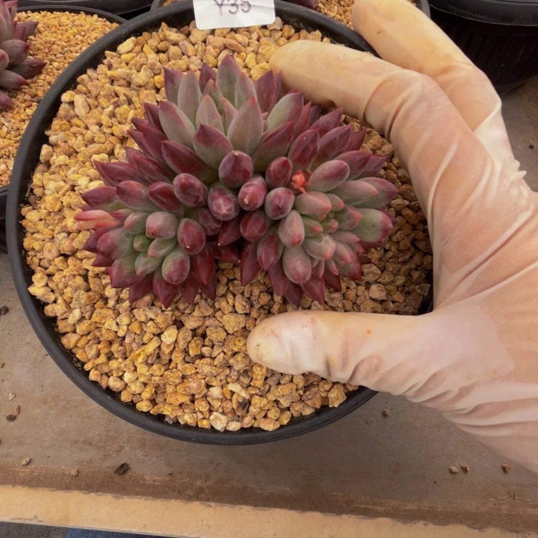 y y y y y y y y y 35