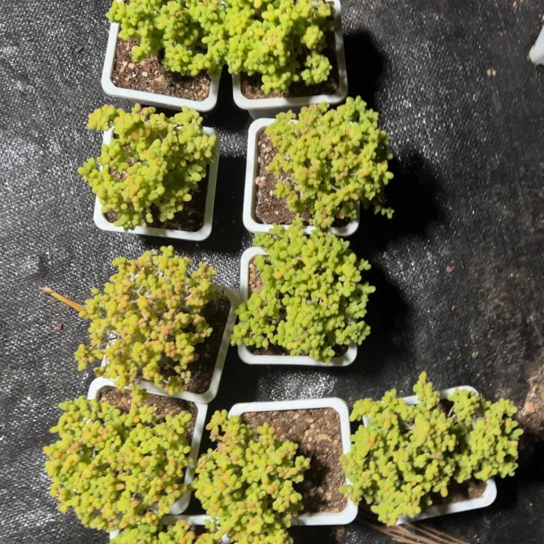 金桔糖球10白方老桩福利