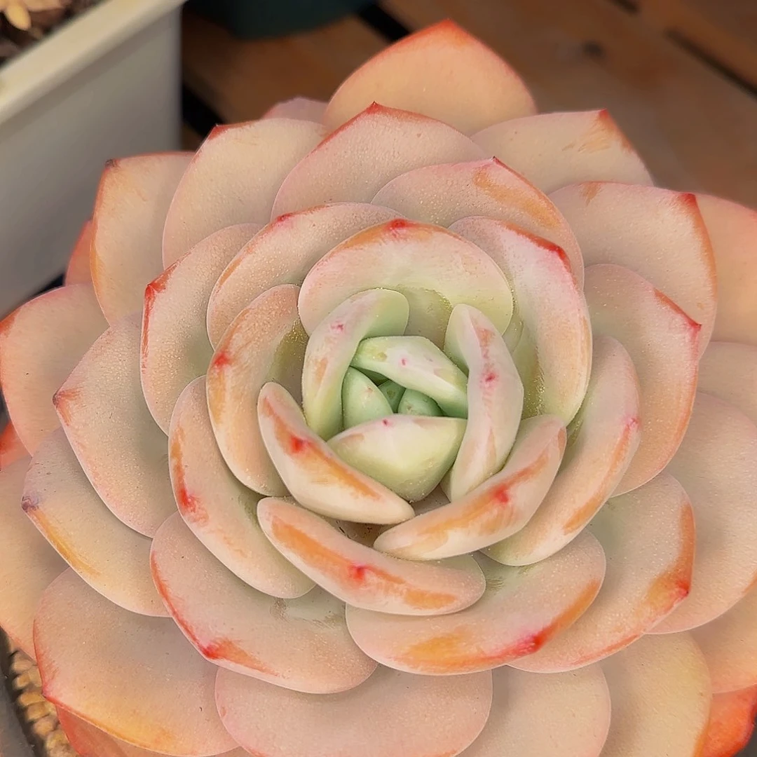 …**^他还不不爸爸啊