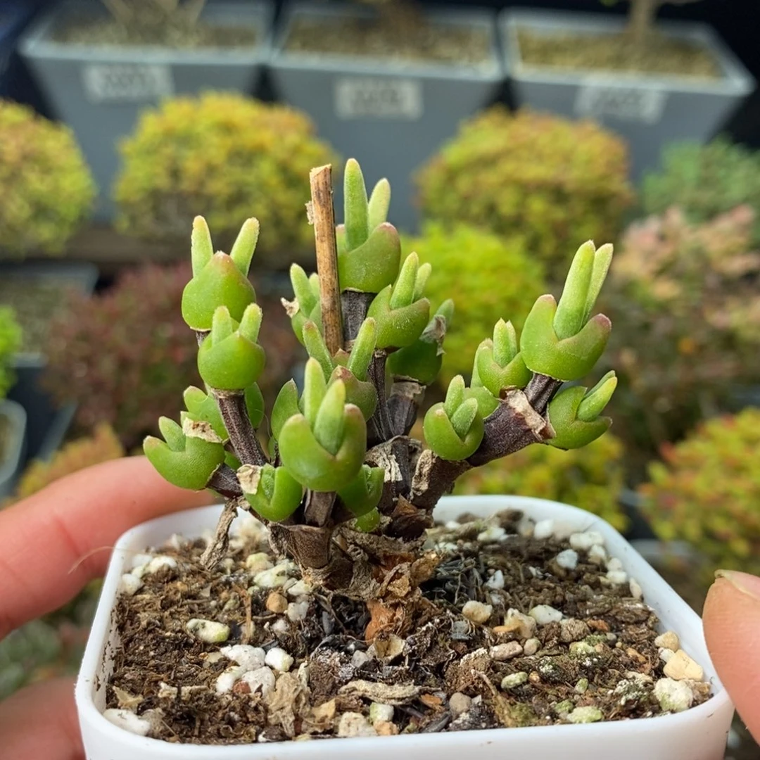 0636福利枝干兔子 。