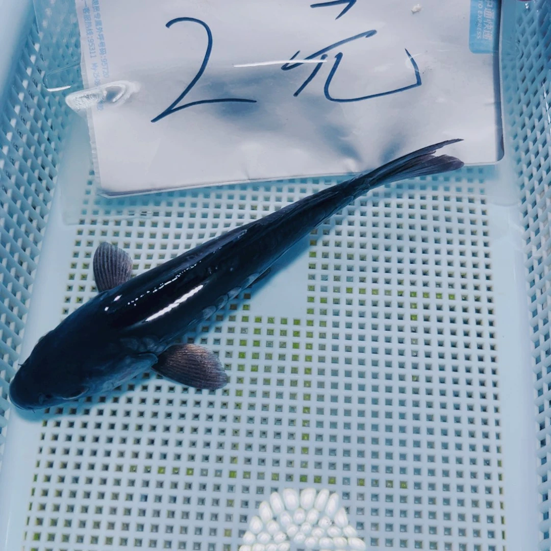海水鱼锦鲤冷水128