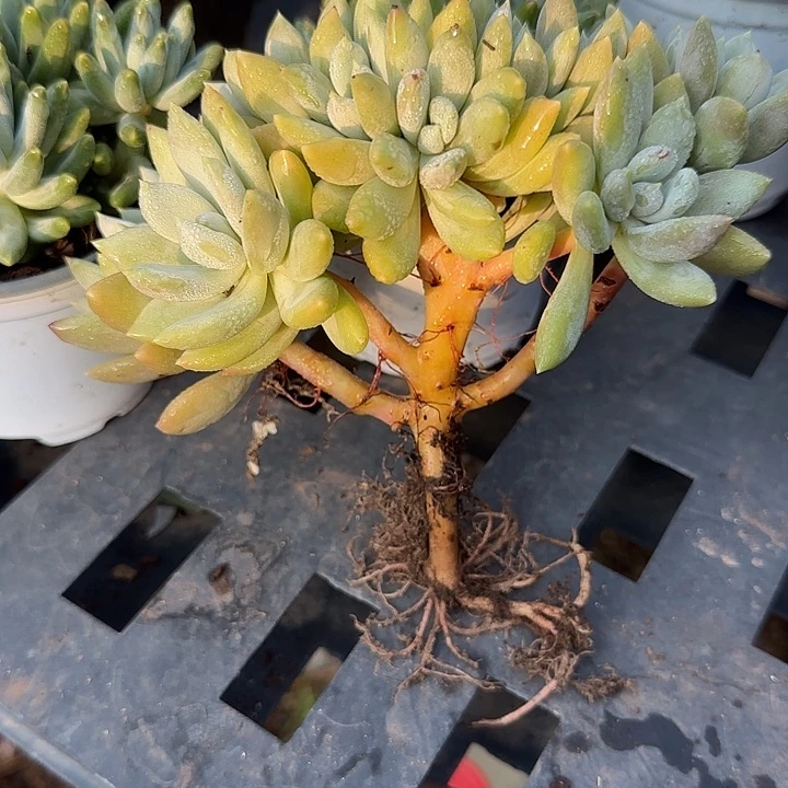 花***带青蛙王子儿童牙膏套装11
