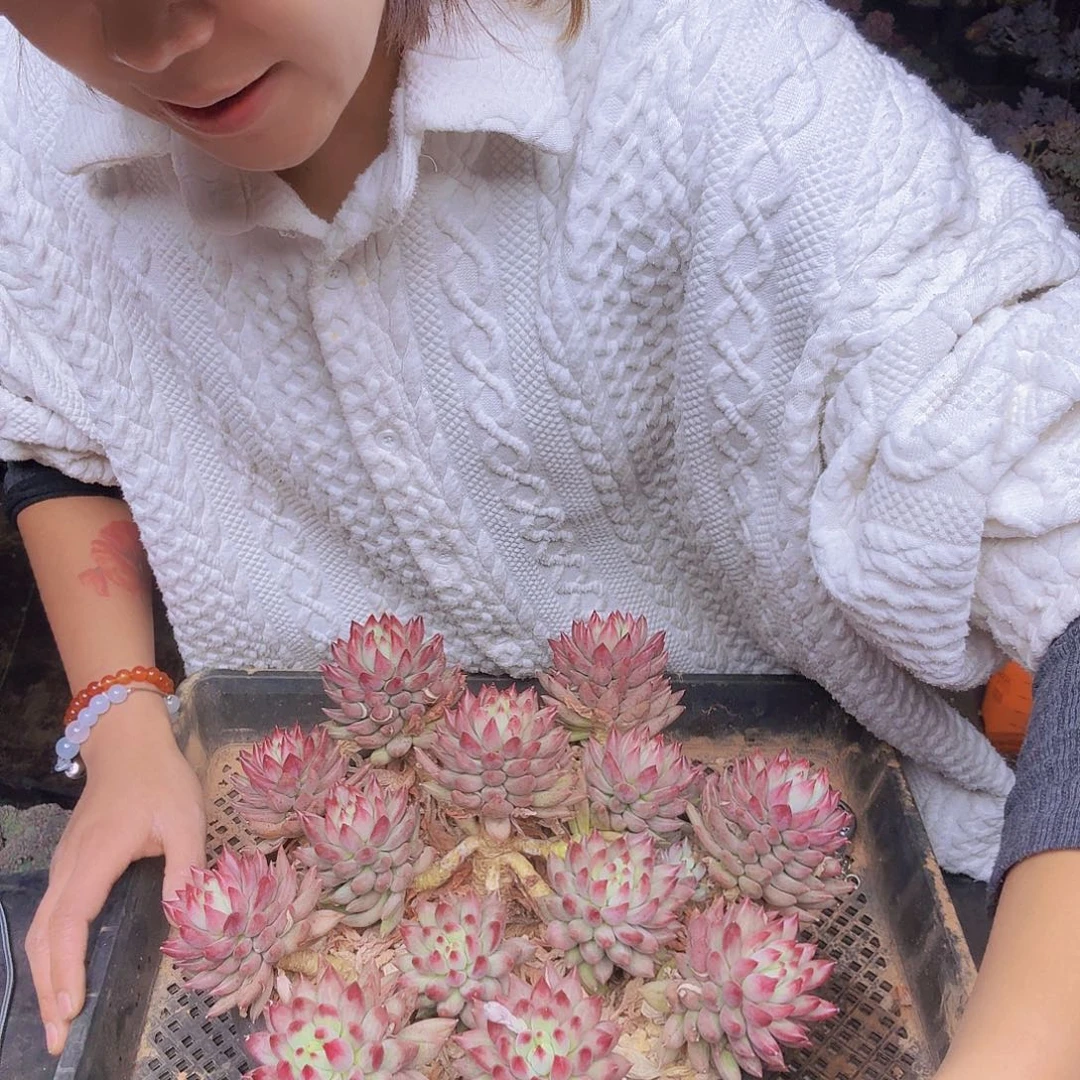 文***哒011虞美人大一物一拍虞美人