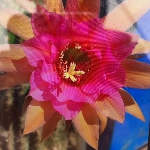 仙人掌金妞蓉蓉10 cm左右