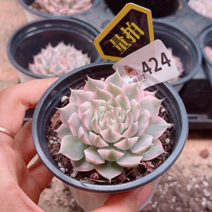 多肉植物多肉植物