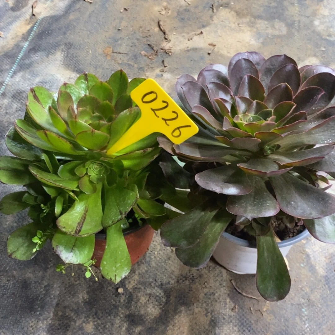 红陶0226魅金玫瑰万圣节