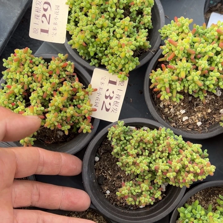 蜜橘糖球一颗8cm 量拍多肉满20包邮