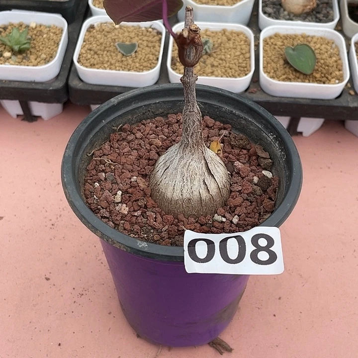 008紫背箩魔块根，