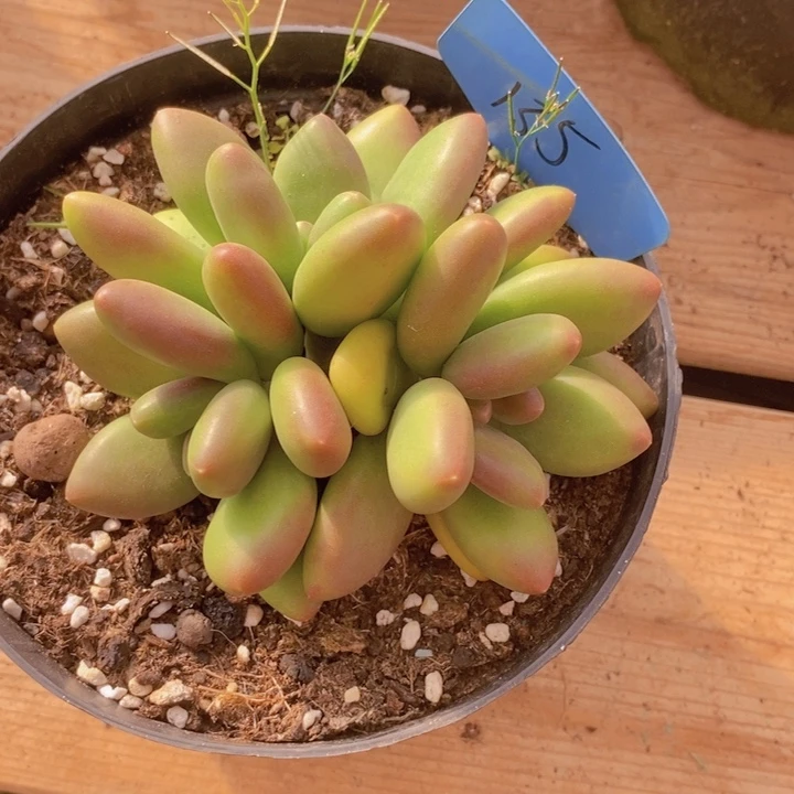 我想吃火锅啦嘿嘿