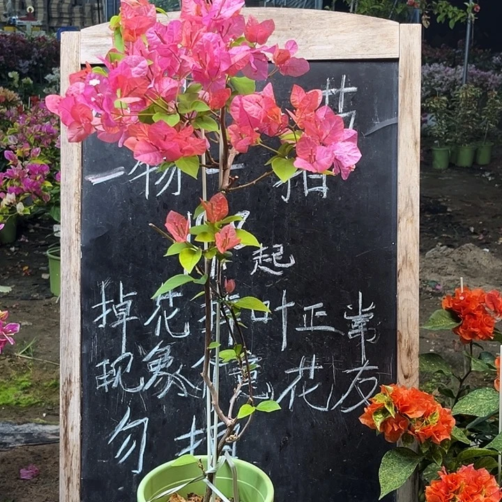 完全开放三角梅橙粉公主