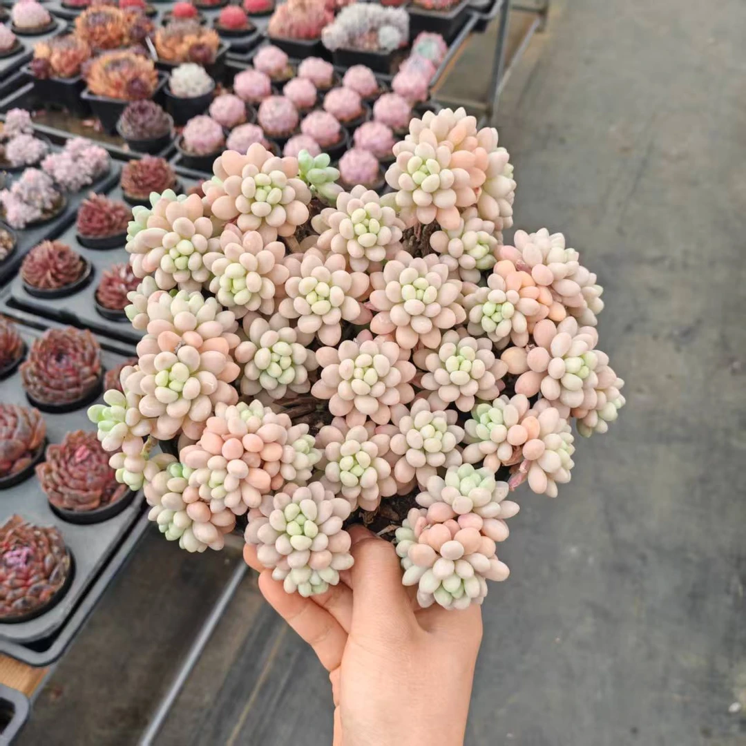 12#洛可可 多肉植物 前男友精品多肉