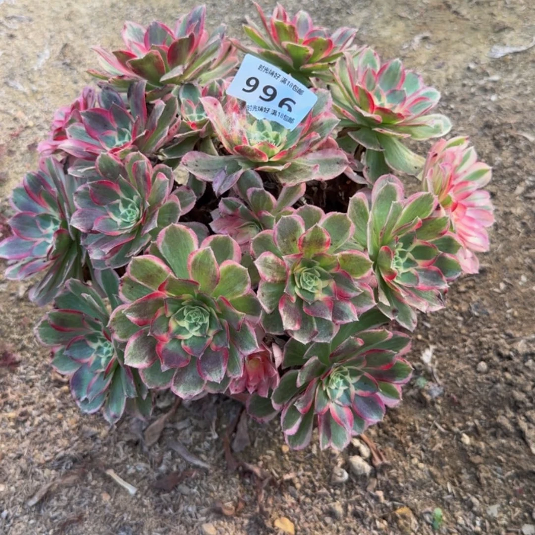 996玉芙蓉。多肉植物