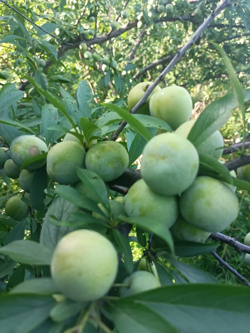 下林清脆李李子现采发货酸甜爽口多汁包邮正宗应季