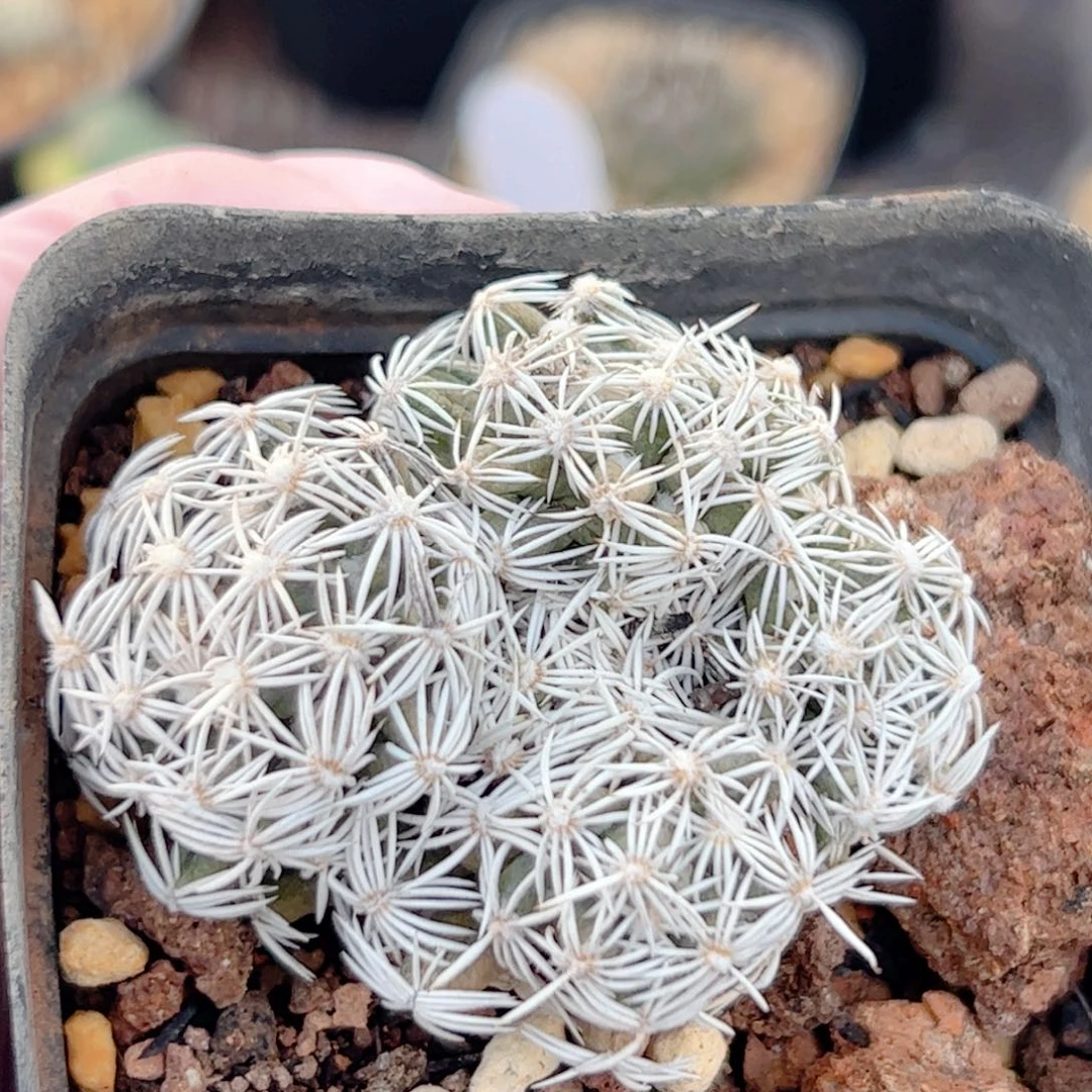 孤月自根 仙人球