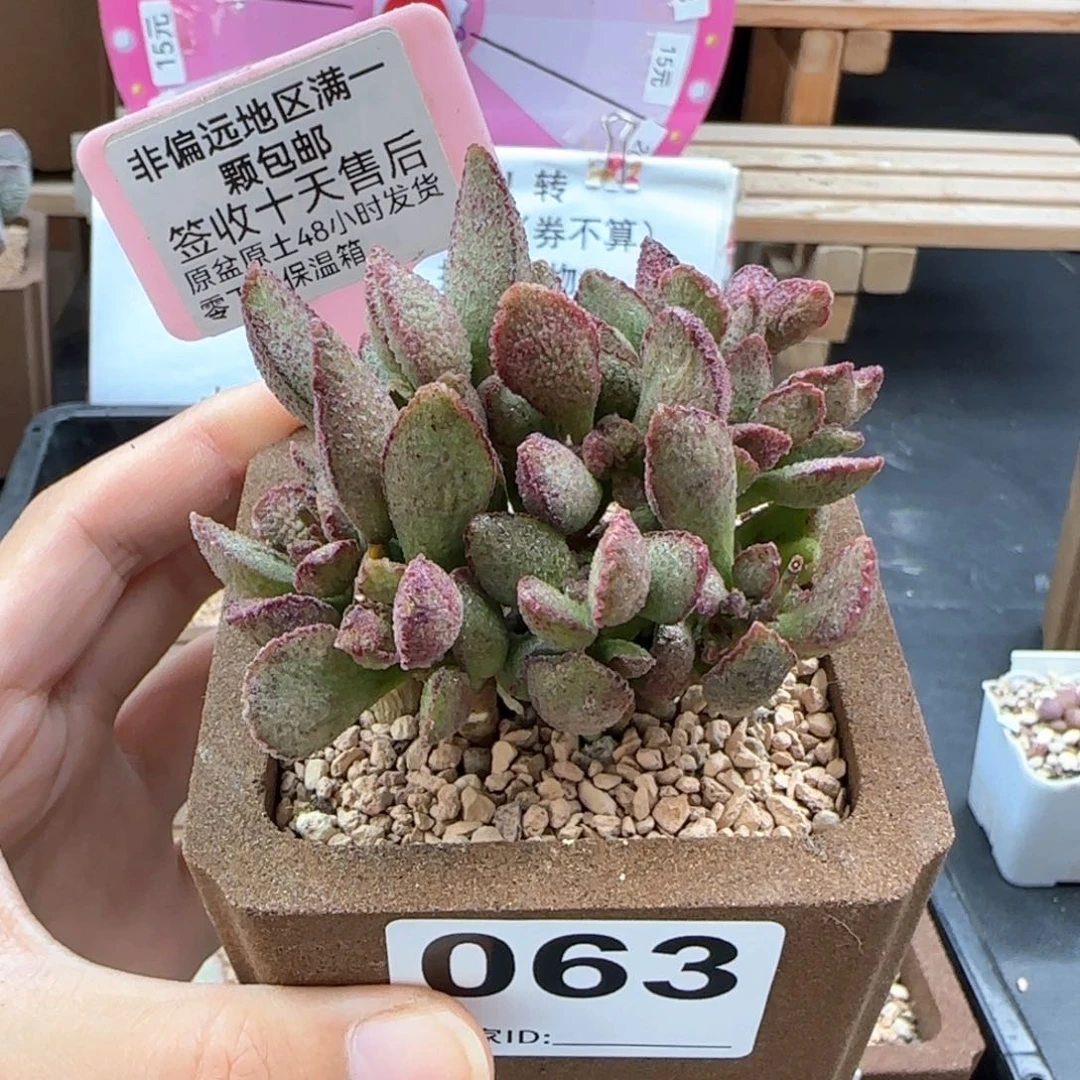 063爱丽丝多肉植物