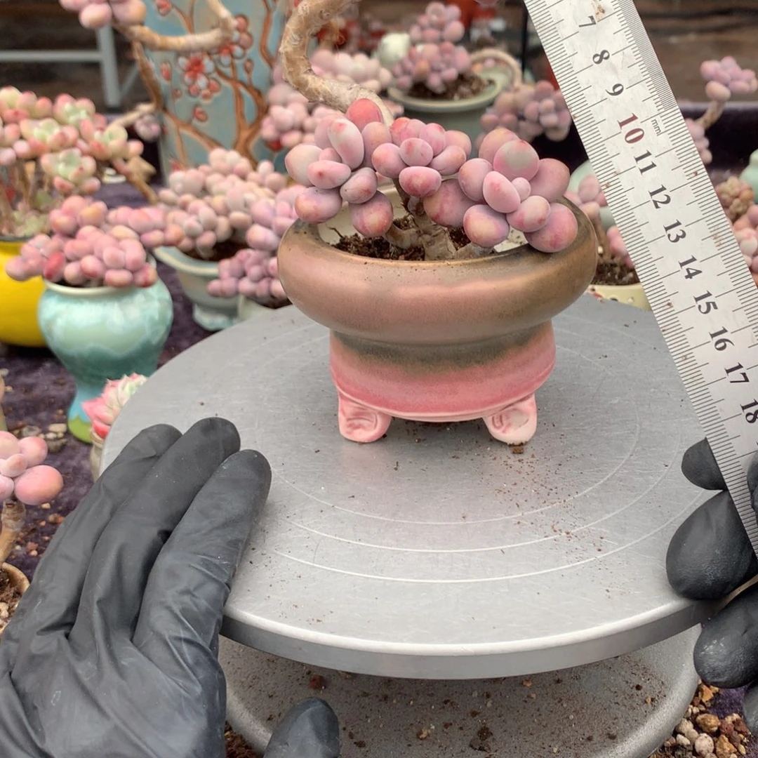 35号带盆偏远地区不包邮的