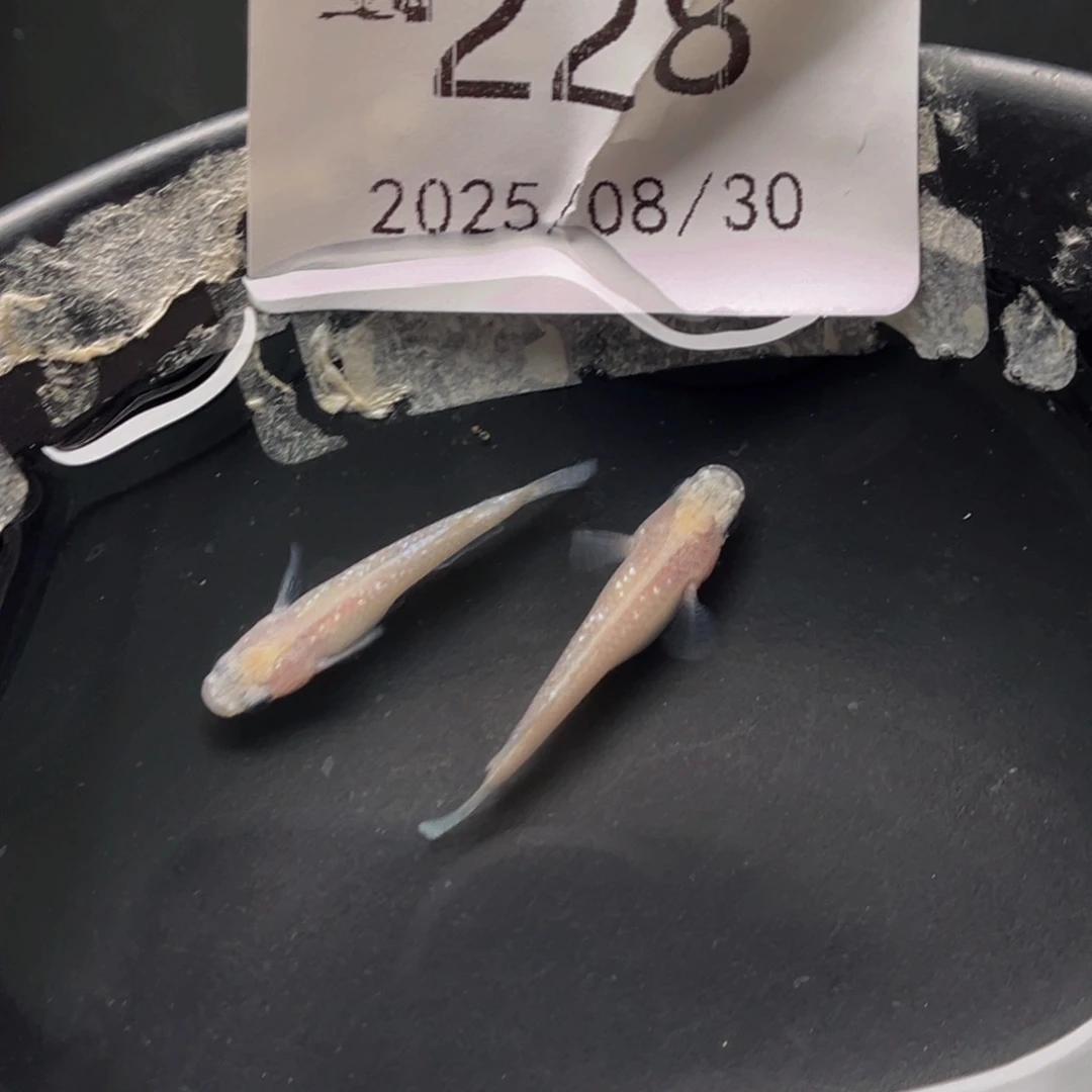 青鳉228白雪公主一对