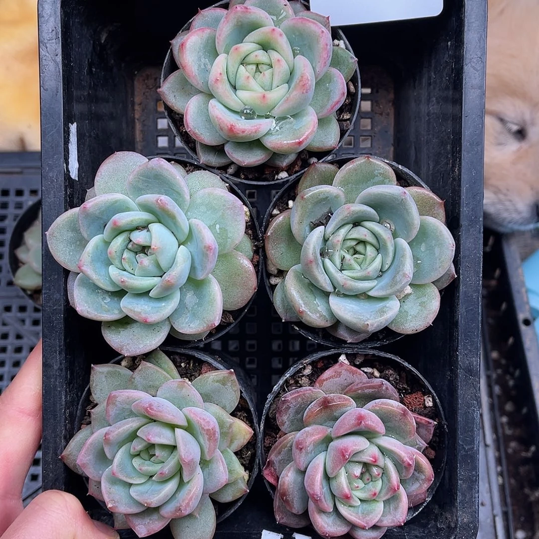 多肉一物一拍1-119