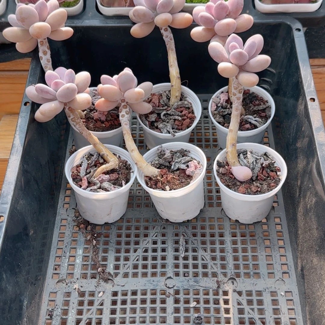 酱****～0614-85桃蛋脱土发货