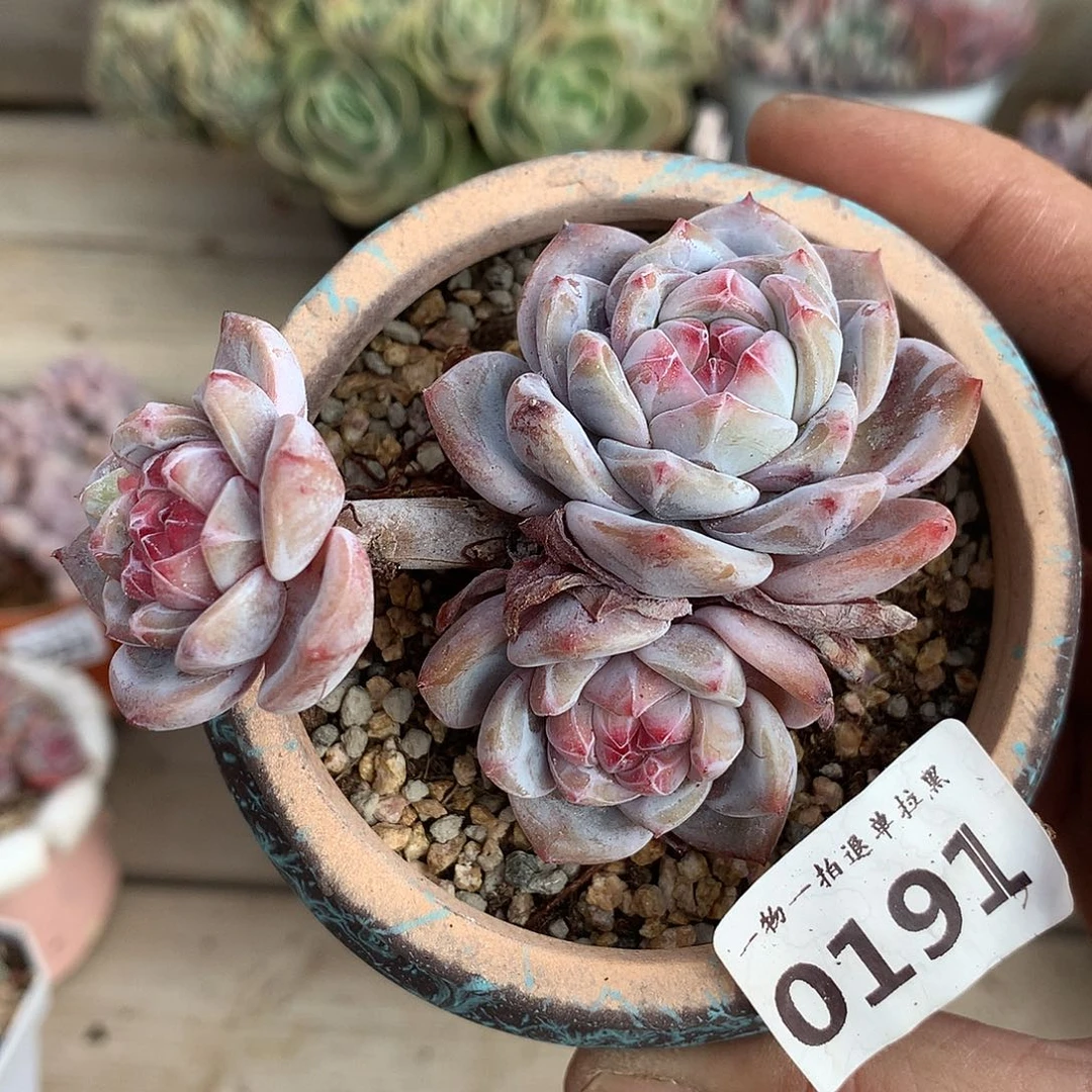 191石榴籽星影三头8厘米