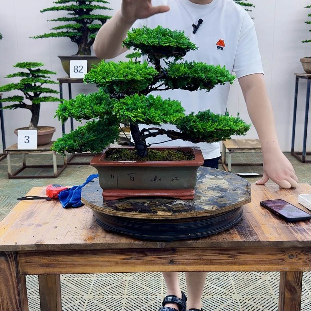 无花朵柏树造型盆景带盆