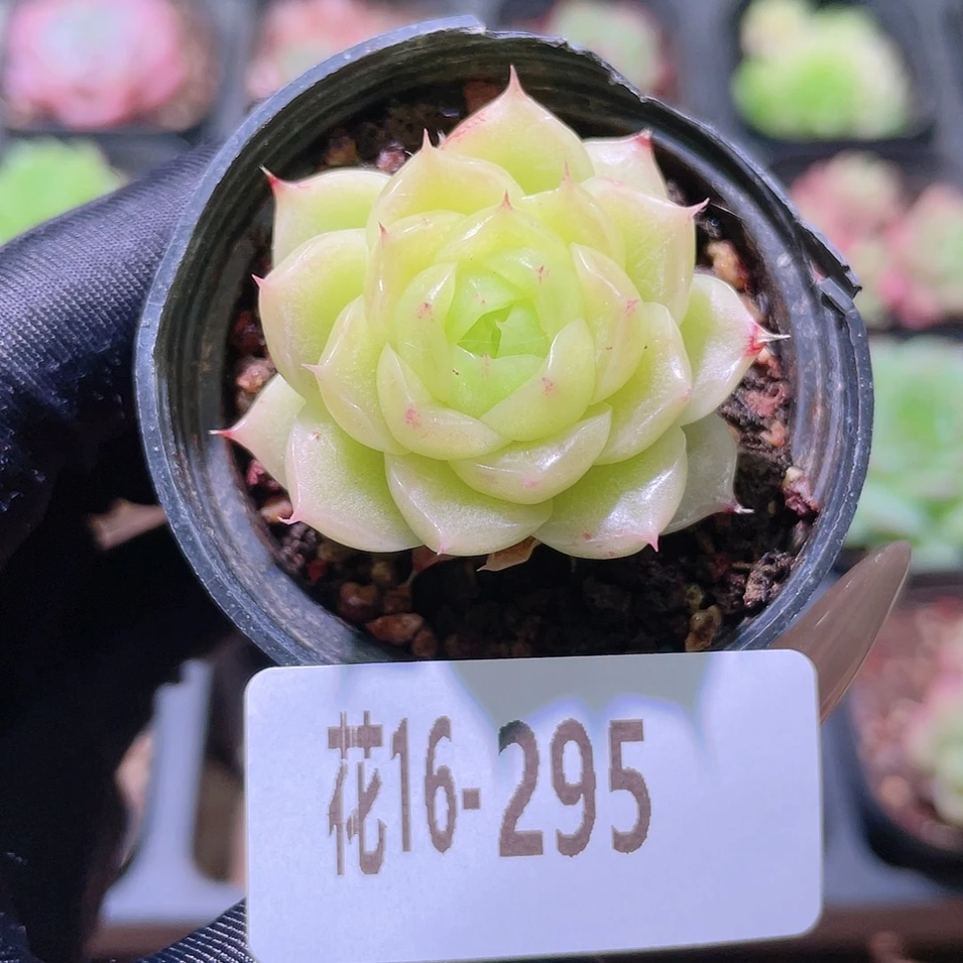 花利美16-295麦秆