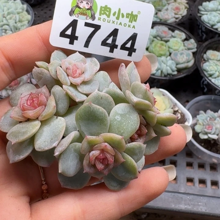 多肉植物多肉植物