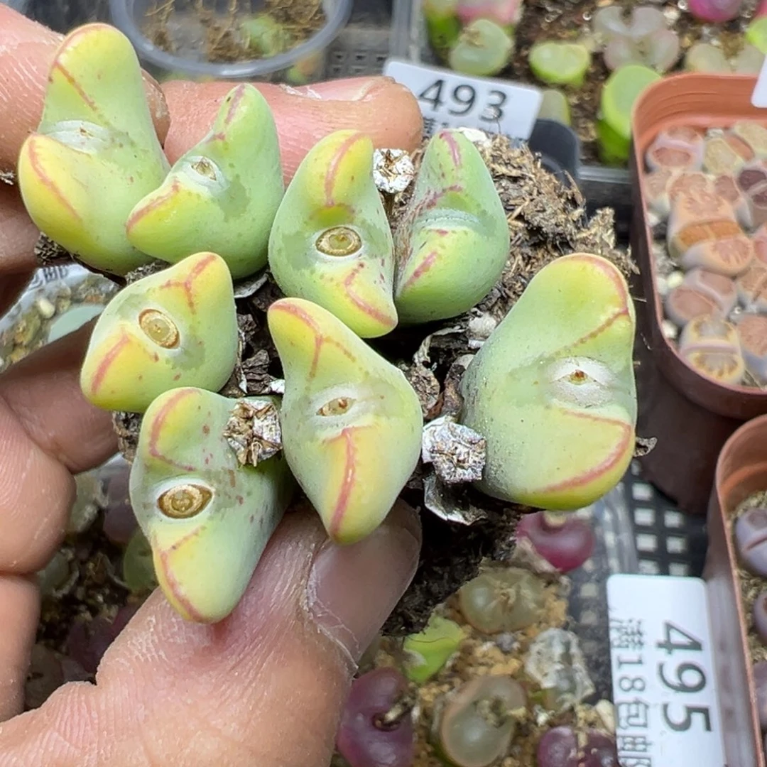 【闪购商品】 491.