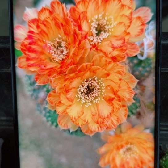 下37丽花99歪无根侧芽2一3公分左右20包邮
