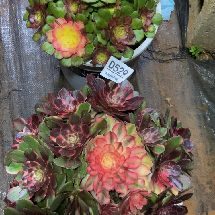 【闪购商品】529两棵多肉