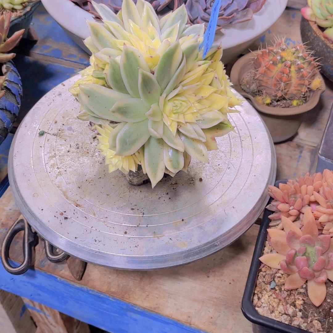 森***＊月亮仙子多肉植物保护研究所