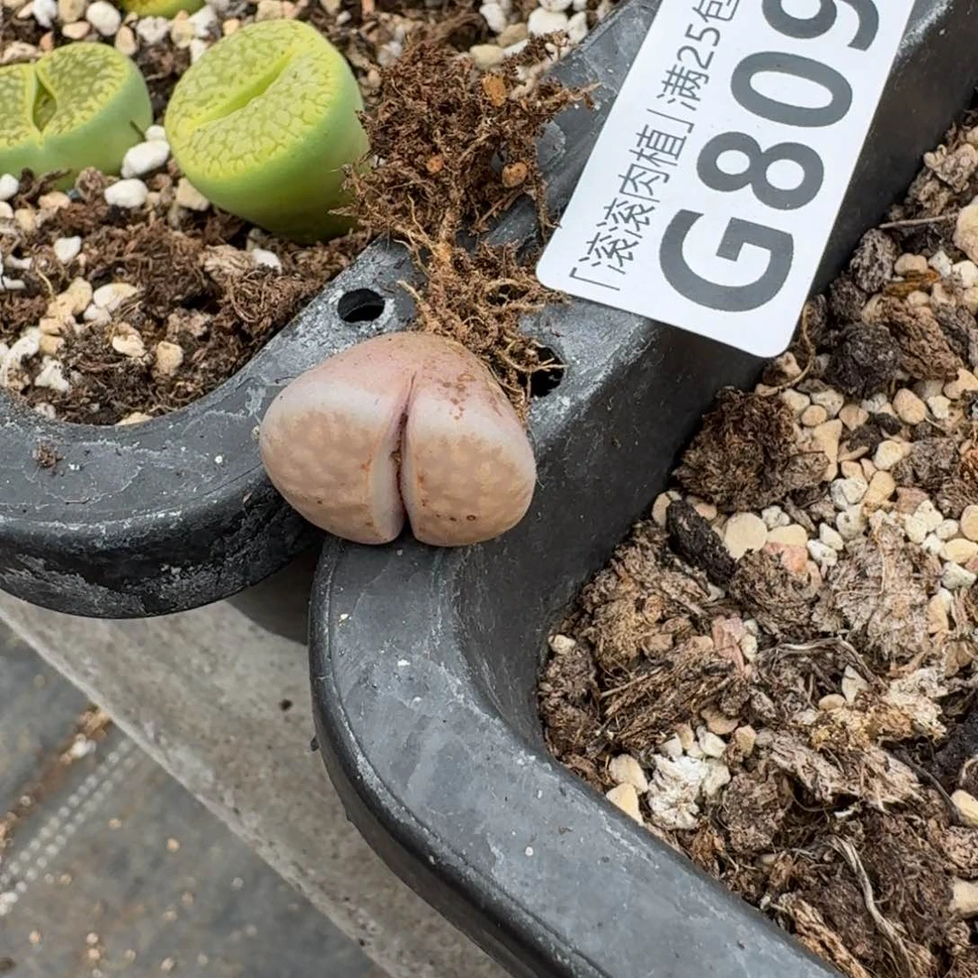 6****?G809寿丽不知名三年多肉