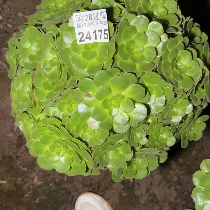 24175万拉丝不包断枝