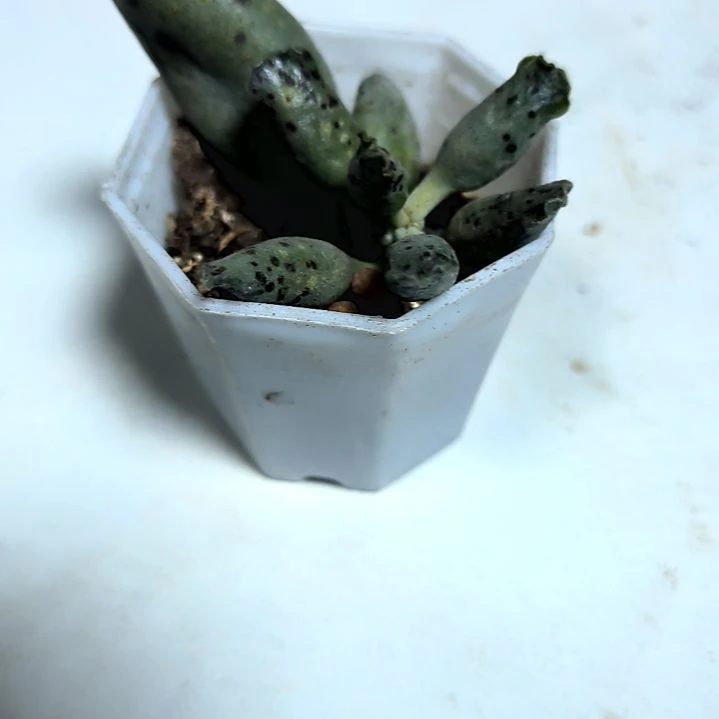 满9元包邮，海豹一颗