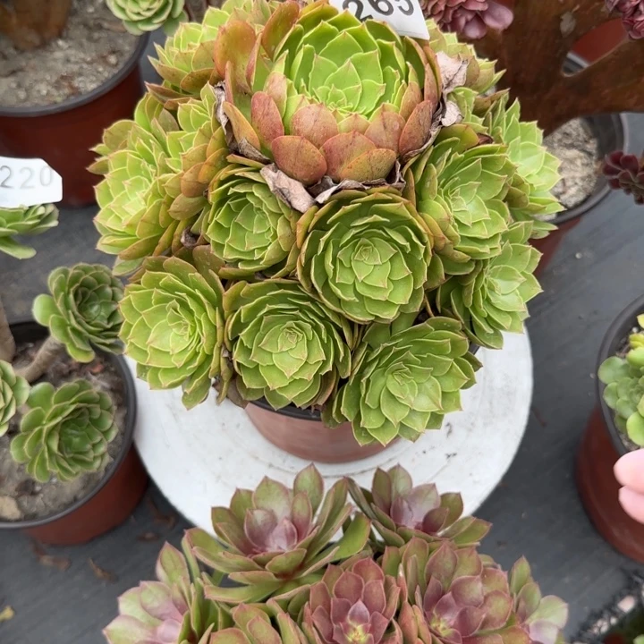 *****多肉植物和植物265