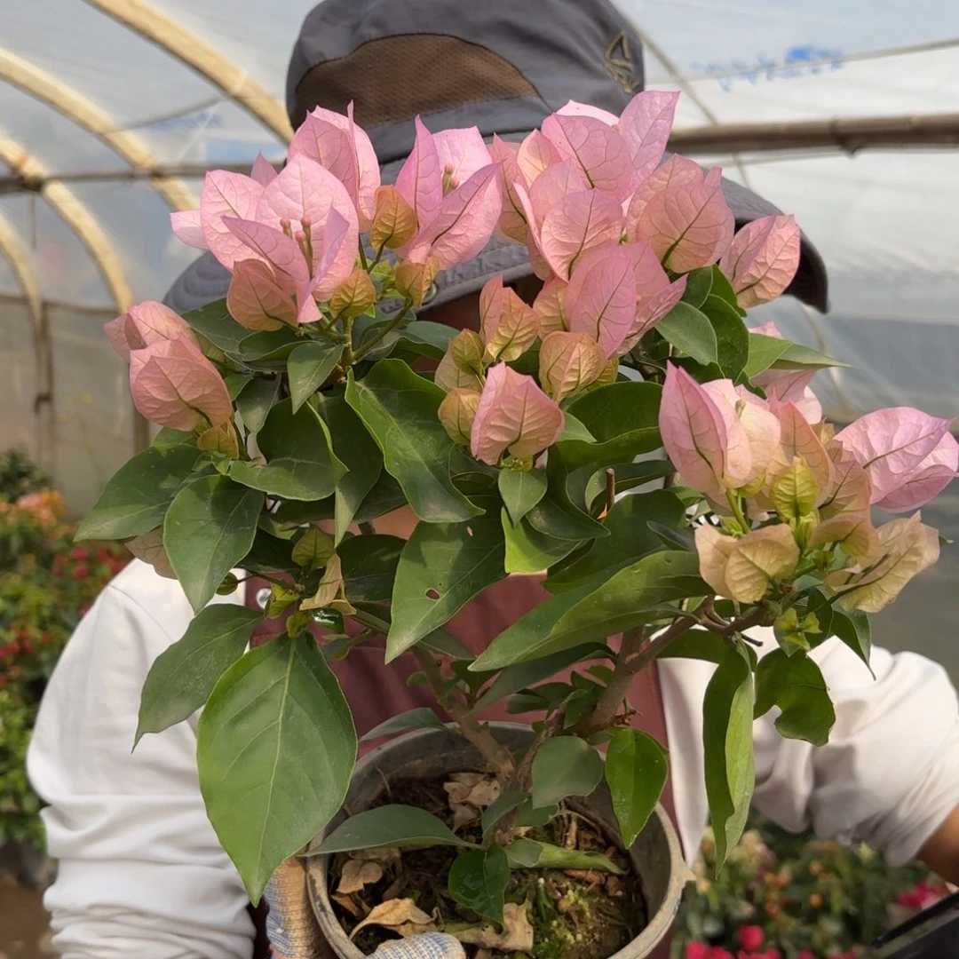 全部花苞（国际粉）三角梅会落花落叶会光杆苗有大有小