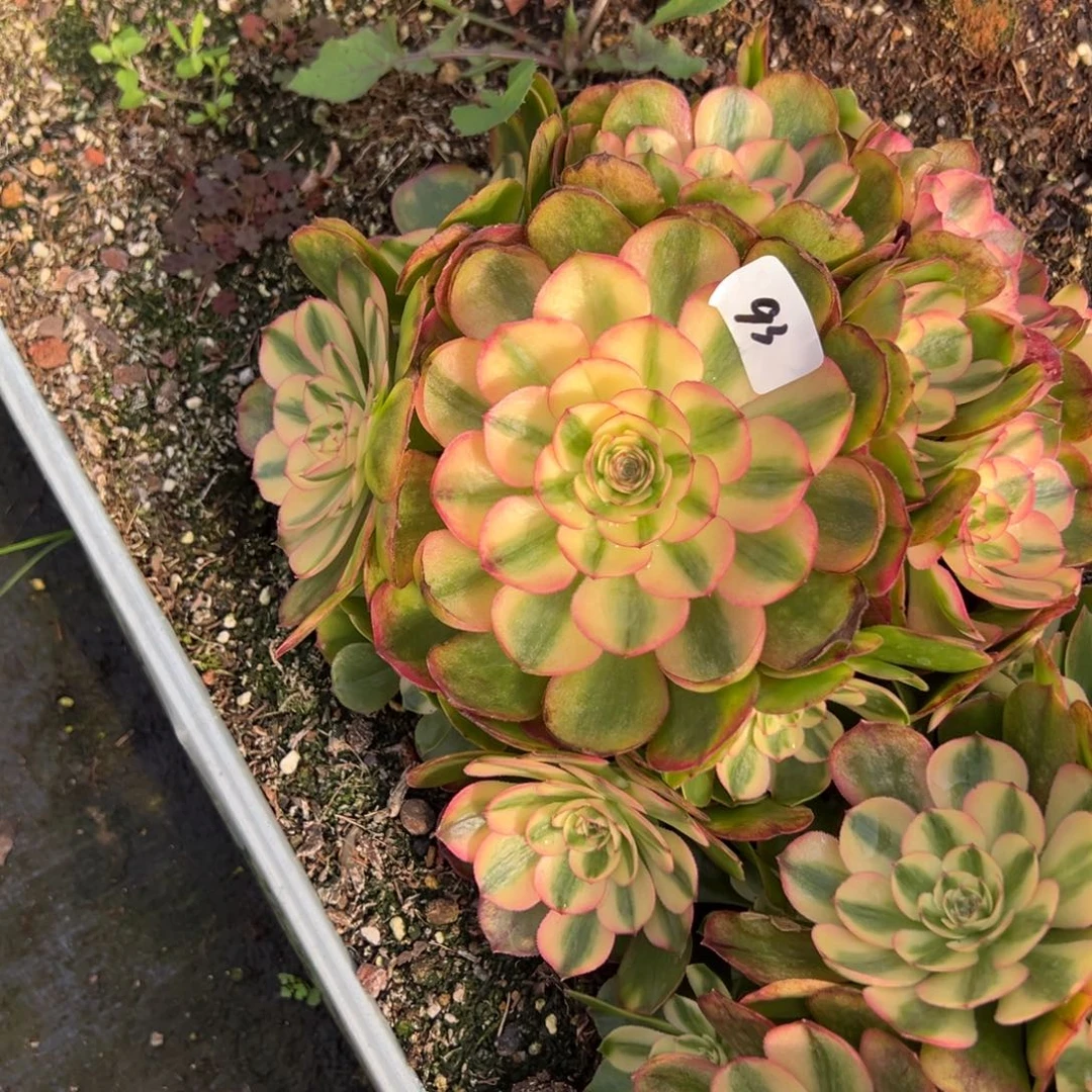 93蔷薇多肉嘻嘻嘻嘻多肉