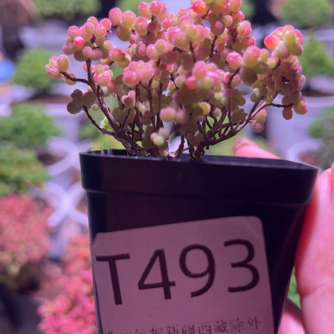 493蜜橘带盆土发货一物一拍